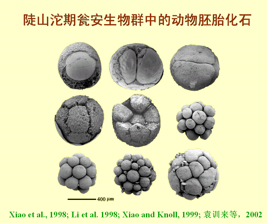 動物胚胎化石