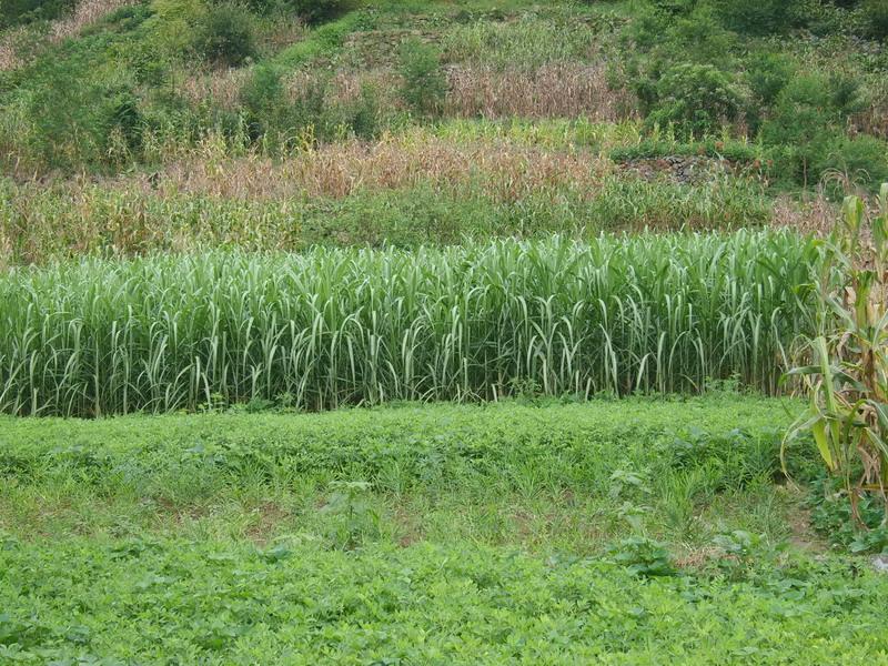 姜坪子自然村旱地