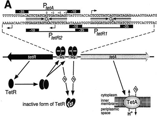 tetR