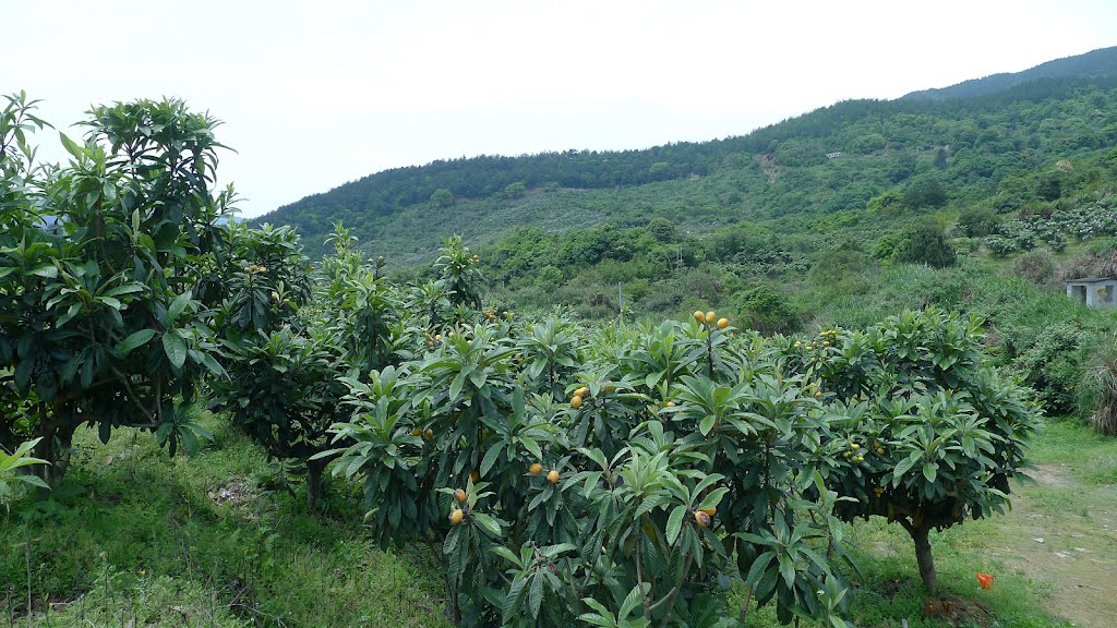 山枇杷葉(山枇杷葉)