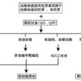 Ⅱ型超敏反應(Ⅱ型超敏反應)