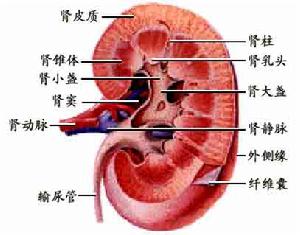 老年人梗阻性腎病