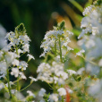 澤珍珠菜(報春花科珍珠菜屬植物)