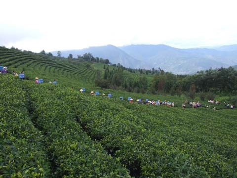 雲龍茶