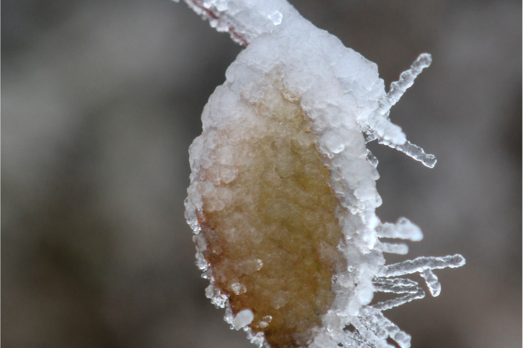 冰雪植物