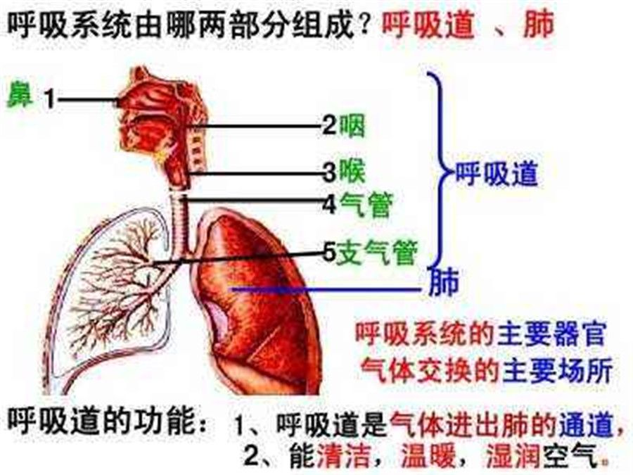 呼吸運動圖