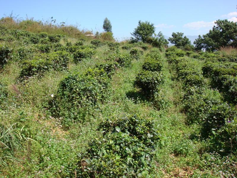 王官小區茶葉種植