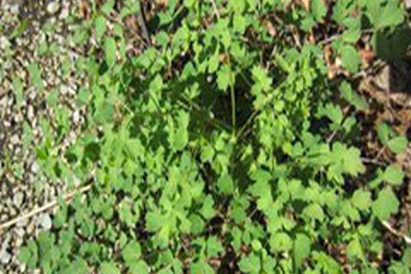 Thalictrum buschianum