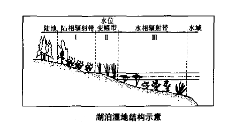 湖泊濕地