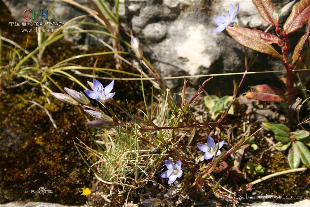 囊腺肋柱花