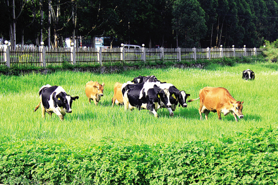 肇慶市鼎湖溫氏乳業有限公司