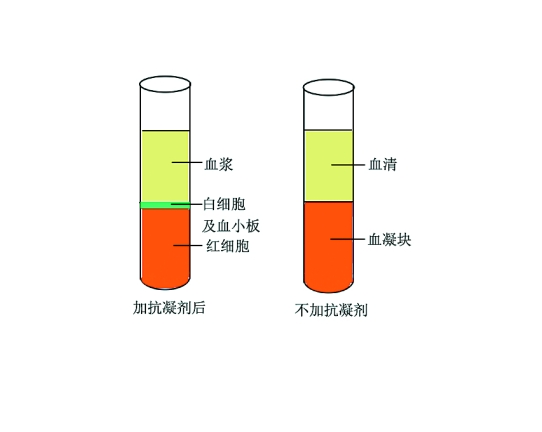 血清補體C3裂解物測定