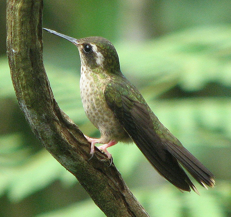 鱗斑地寶鳥