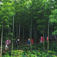 桃花江國家森林公園