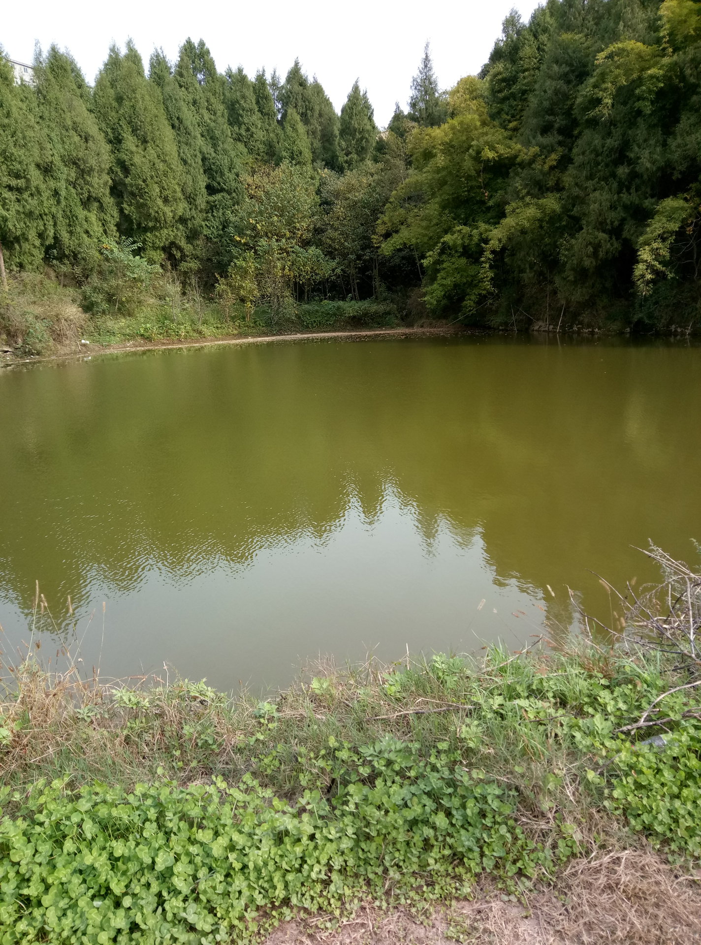 後山茶場村