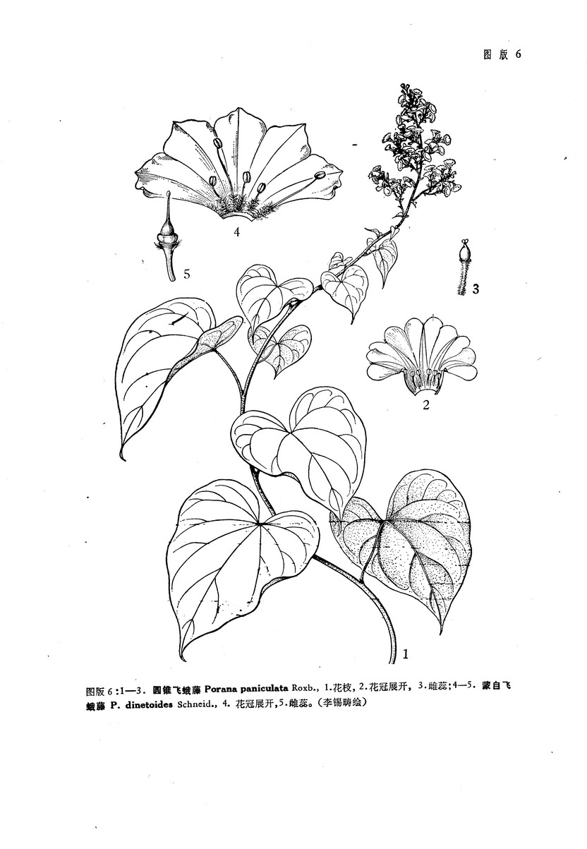 圓錐飛蛾藤