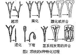 頂枝的6種特化過程