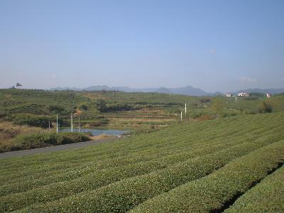 村莊茶園