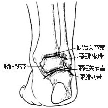 示意圖2:切開後關節囊