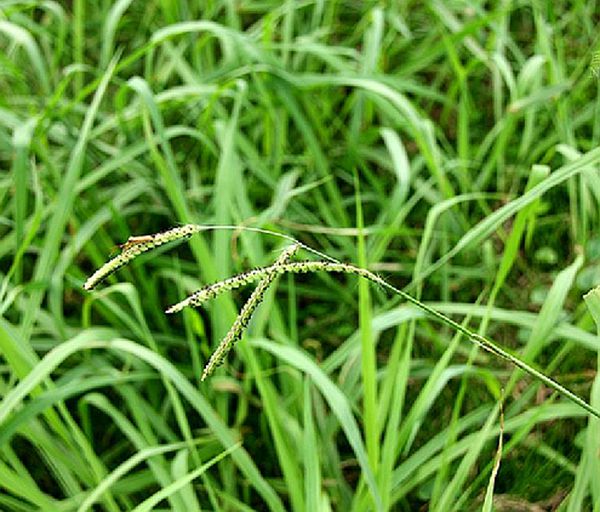 毛花雀稗