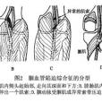 膕血管卡壓綜合徵