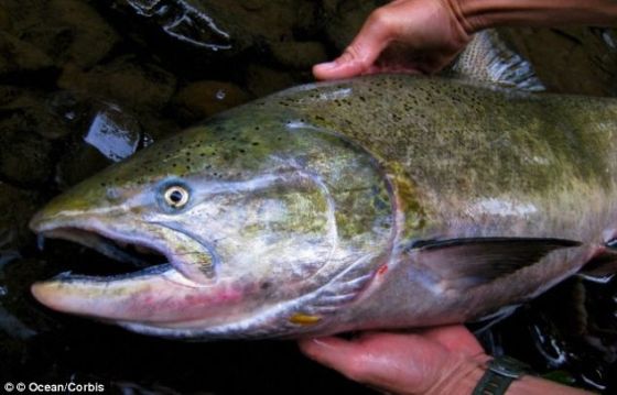 用大洋鱈魚和帝王鮭基因對鮭魚進行基因改造