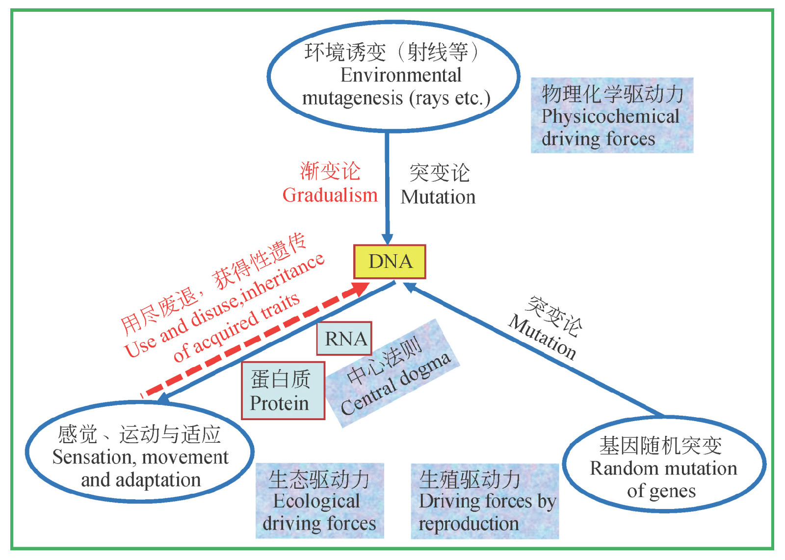 遺傳變異與各種進化理論之間的關係