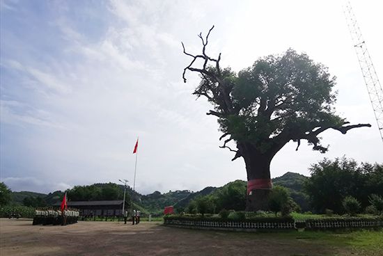 紅軍樹(張家界市慈利縣溪口鎮樟樹村紅軍樹)