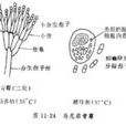 馬尼菲青黴病