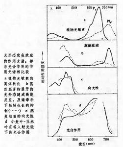 光學金相顯微術