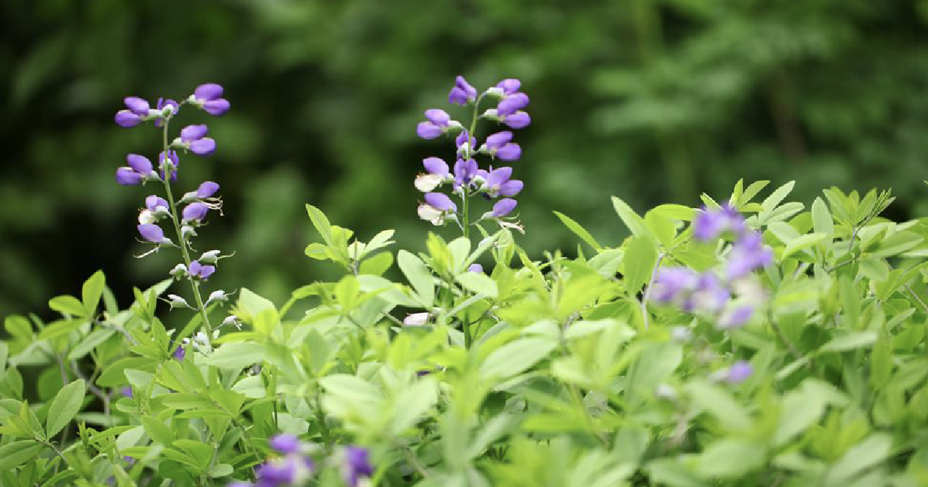 藍花贗靛