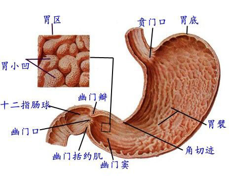 胃中積熱