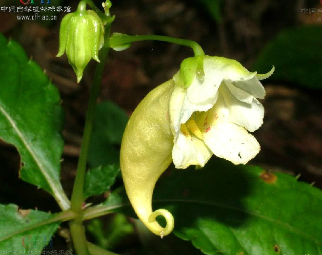 湖北鳳仙花