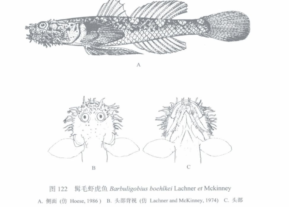 髯毛蝦虎魚