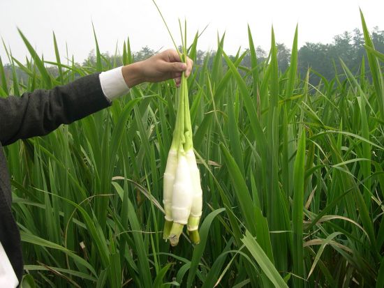 回山鎮