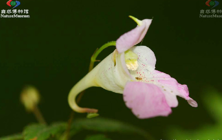 單花鳳仙花