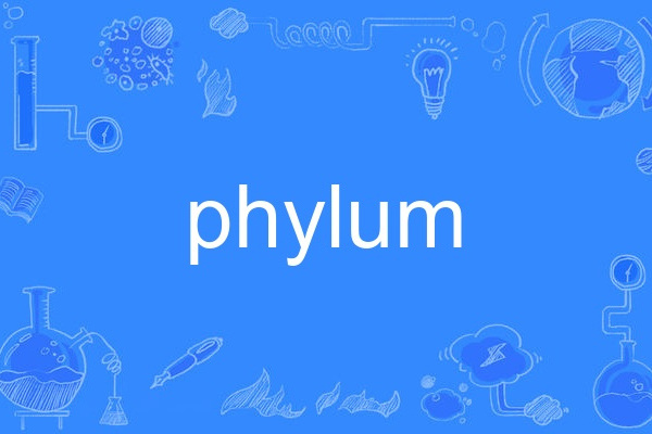 phylum