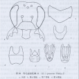 彎毛痣擬孔蜂