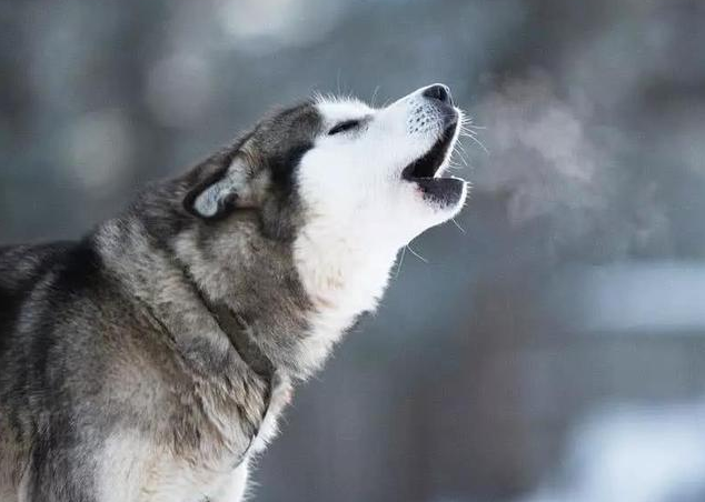 西伯利亞雪橇犬(西伯利亞雪撬犬)