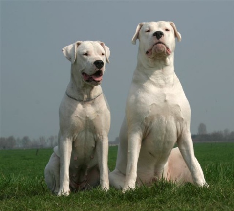 杜高犬(阿根廷杜高)