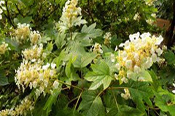 Hydrangea quercifolia \x27Sike\x27s Dwarf\x27