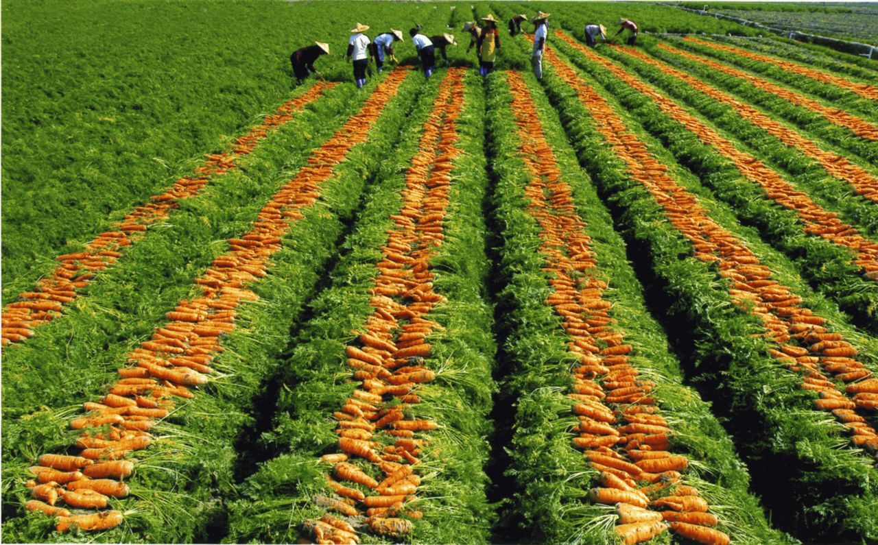 紅蘿蔔基地（朱裕森攝）