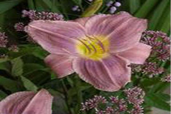 Hemerocallis \x27Prairie Blue Eyes\x27