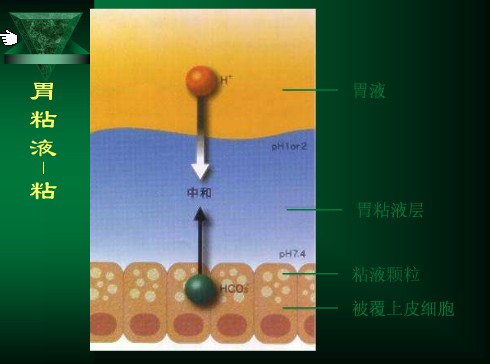 胃粘液層解剖圖