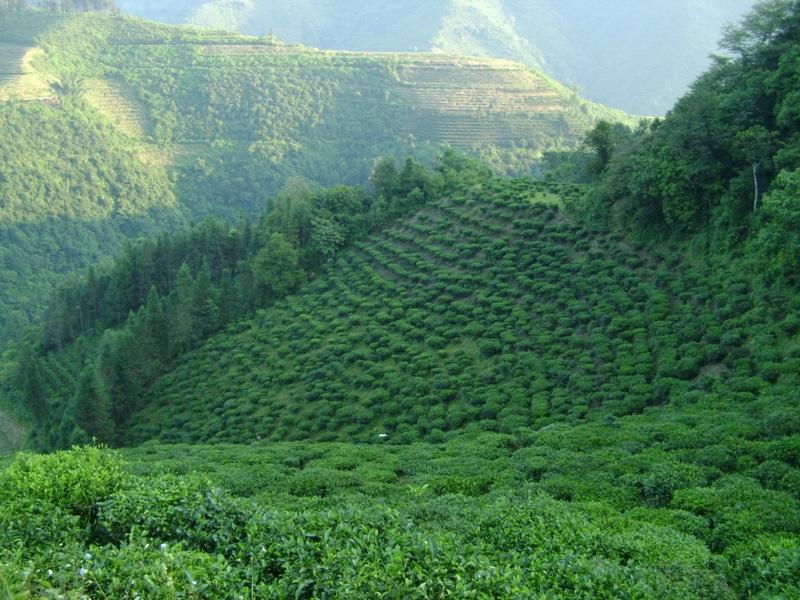 萬畝青茶園