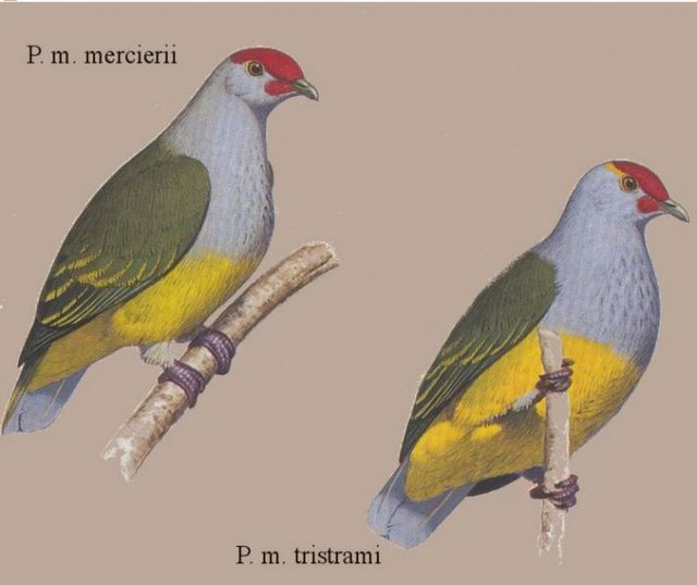 赤髯果鳩