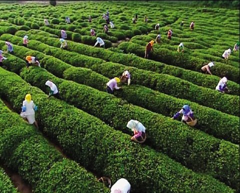 海青綠茶