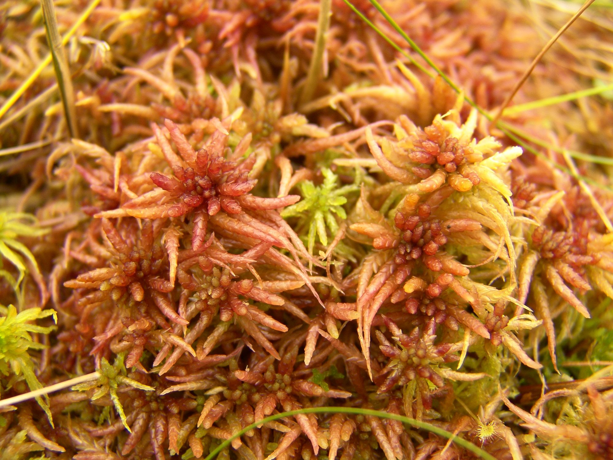 Sphagnum magellanicum Brid.&amp;amp