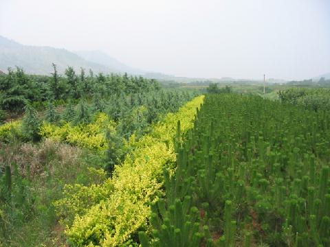 高李溝村