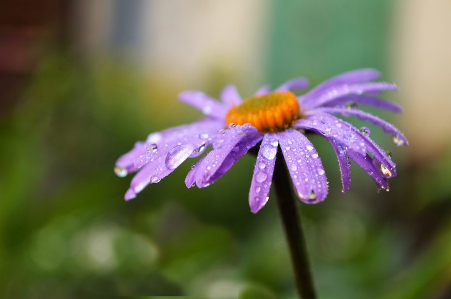 單生花(植物學概念)